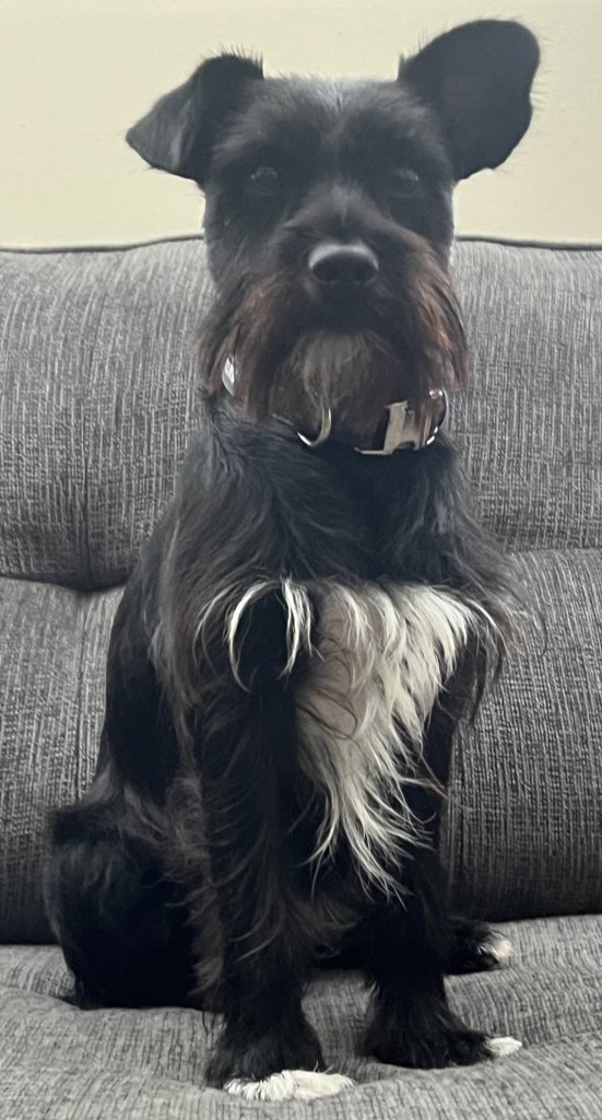 ApolloLovesFun's tweet image. Happy Thursday, Frens! Lub you! 🐾❤️🐾 #puppylove #dogsoftwitter #schnauzergang #doglife