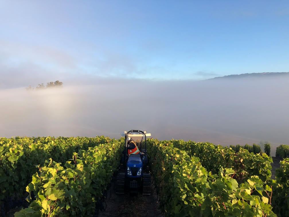 The #PetalumaGap knows #Pinot -- it's 75% of what we produce -- and we love how it grows in our wind-driven AVA. Celebrate International #PinotNoirDay, tomorrow, August 18! Like great sailors, #Petaluma Gap growers embrace the wind and harness its benefits to bring home the gold!