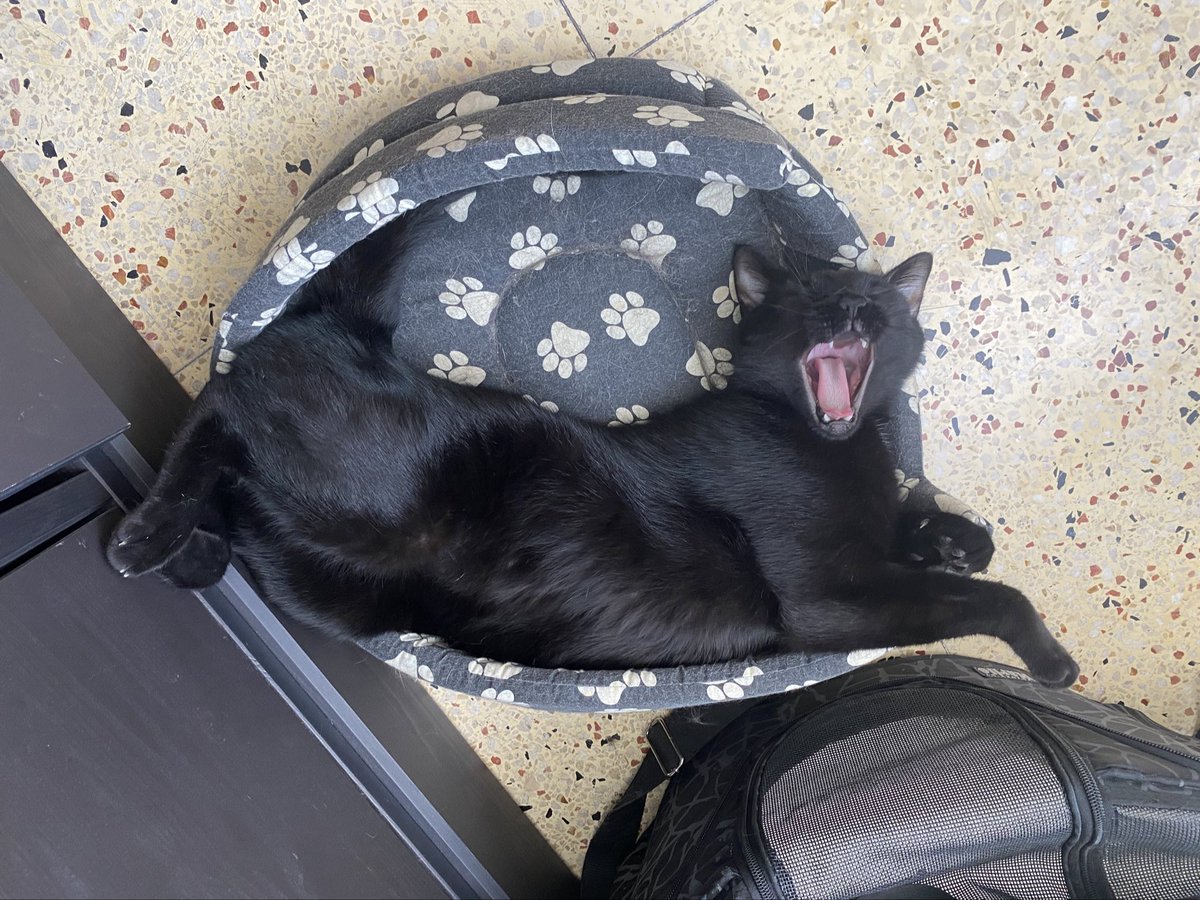 blxxdbrothers's tweet photo. bonne journée internationale du chat noir à mes 2 petits coeurs
et vive les chats noirs c’est les + adorables https://t.co/mb5ejwKwJp