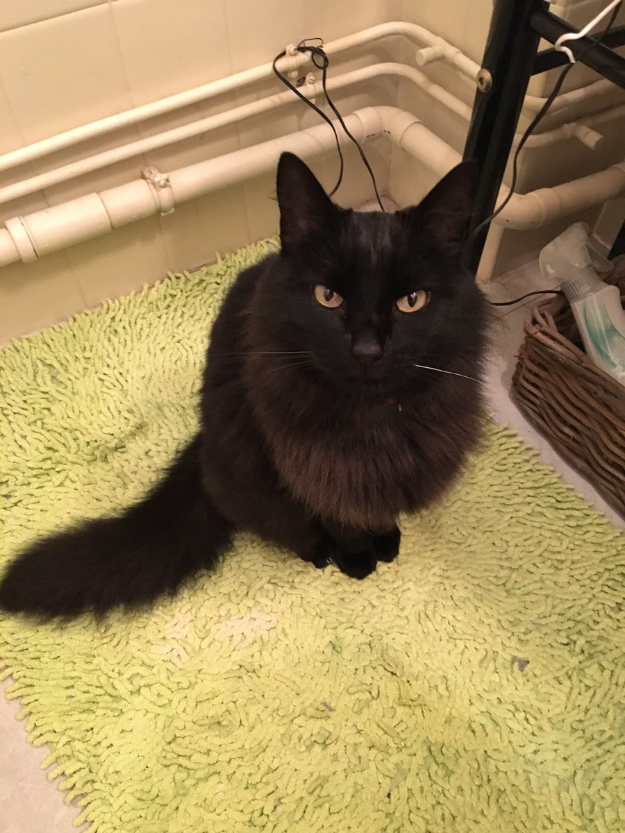 blxxdbrothers's tweet photo. bonne journée internationale du chat noir à mes 2 petits coeurs
et vive les chats noirs c’est les + adorables https://t.co/mb5ejwKwJp