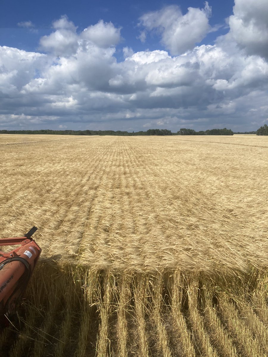 Loving our CDC Fraser. From the sounds of what I’m hearing it could have a real good future in the malt industry. Here’s hoping as it’s sure nice to work with!