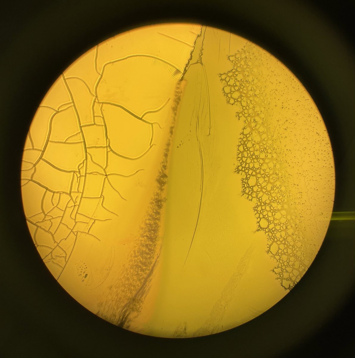 fractals in photoresist bubbles and wrinkles in gold