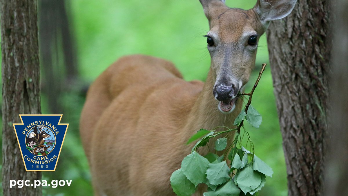 Let’s work together to keep Pennsylvania deer healthy! Artificial feeding in #ChronicWastingDisease Disease Management Areas is prohibited as to not encourage deer feeding together. MORE: bit.ly/3OPyofF. #CWD