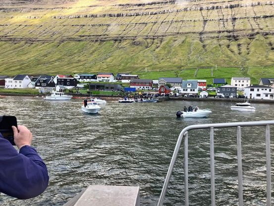 Seasaver's tweet photo. Heartbreaking news 😥

40-50 pilot whales have been cruelly and inhumanely slaughtered in the Faroe Islands this evening. The 8th hunt of 2023, taking the total cetaceans killed in the archipelago to +- 850 https://t.co/Q9vs63xYxe #DontVisitFaroe https://t.co/B9sGYyKyb0
