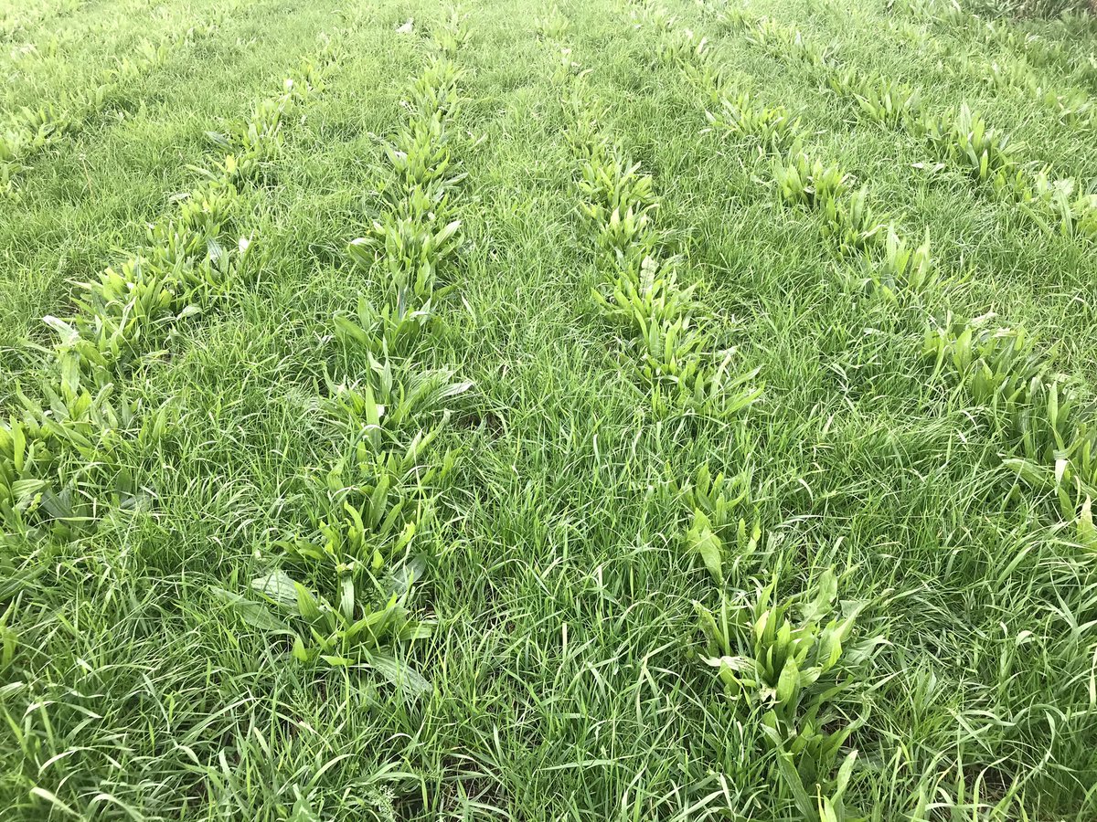 henkpol12's tweet photo. https://t.co/AkoayuZLro

Doorzaaien in een bestaande grasmat met een kruiden rijk mengsel is een goede optie als het aandeel engels raaigras nog voldoende is en zonde is om dat onder te ploegen! https://t.co/FFKtlN6mve