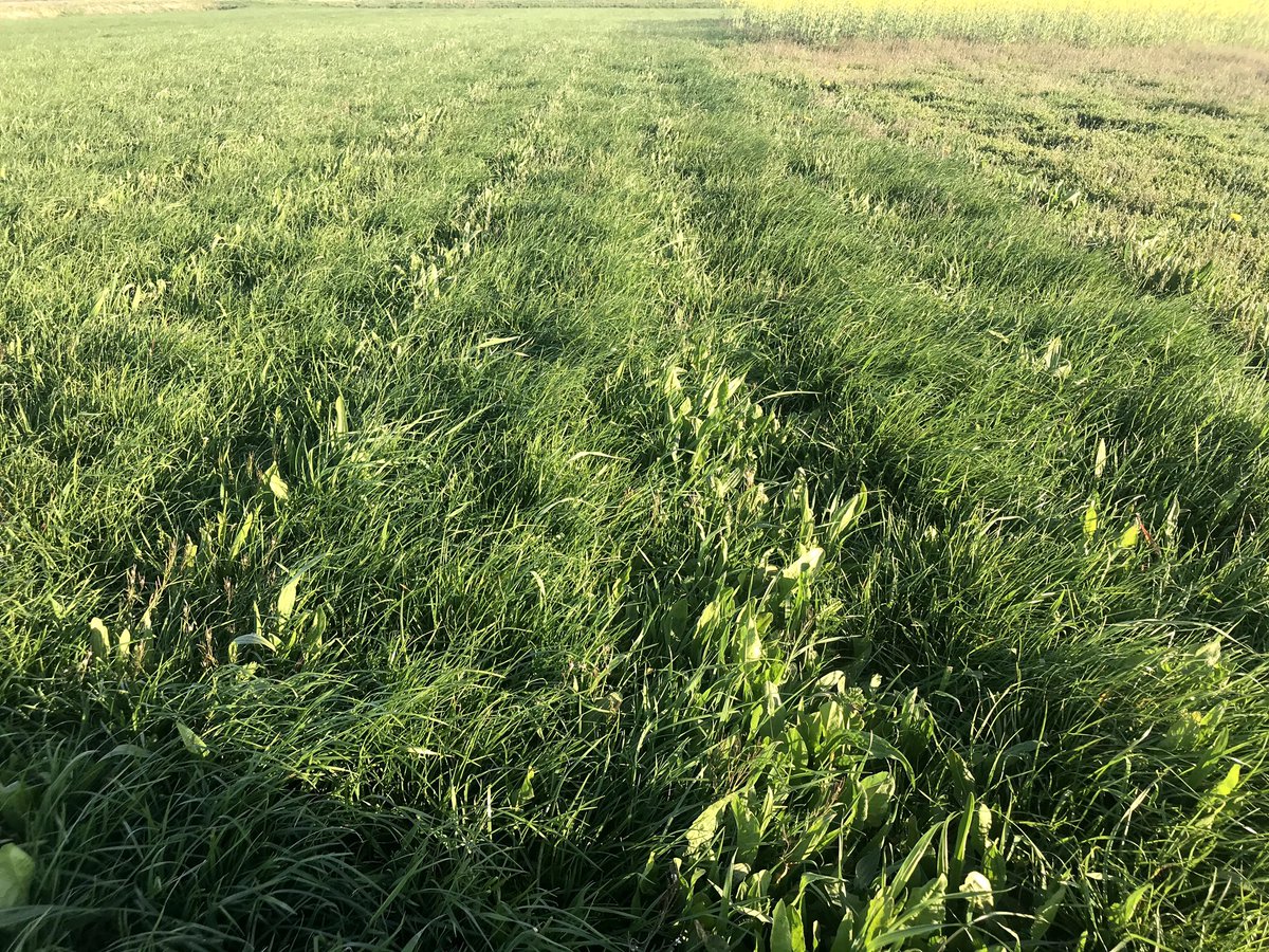 henkpol12's tweet photo. https://t.co/AkoayuZLro

Doorzaaien in een bestaande grasmat met een kruiden rijk mengsel is een goede optie als het aandeel engels raaigras nog voldoende is en zonde is om dat onder te ploegen! https://t.co/FFKtlN6mve