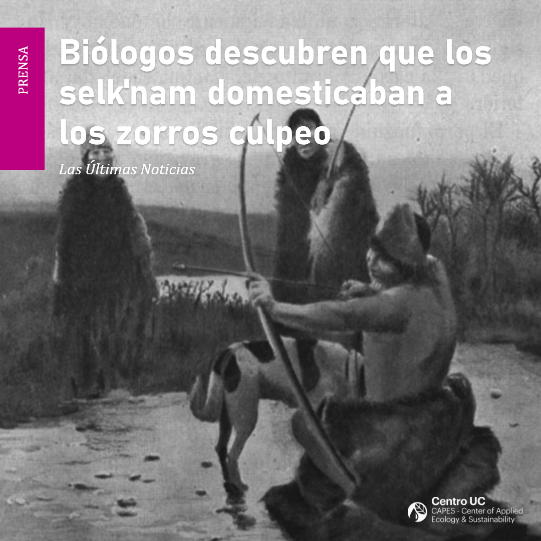 capeschile's tweet photo. Prensa, @lun | Biólogos descubren que los selk'nam domesticaban a los zorros culpeo
Estudio de investigadores @capeschile Fabián Jaksic, director del centro, y Sergio Castro, rastreó identidad de los cánidos que acompañaron a los habitantes de la Patagonia
https://t.co/afryTniIy4 https://t.co/XwUxtUSWSP