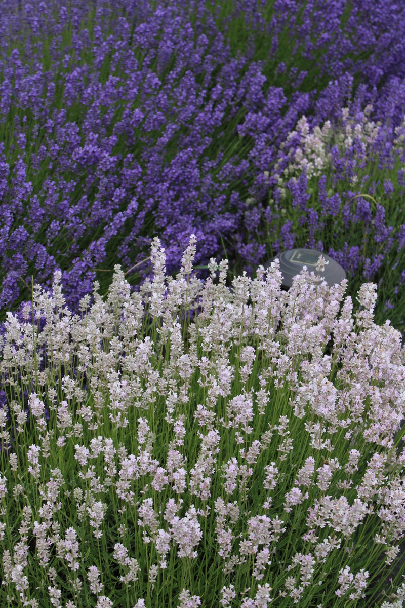 lovesinlife's tweet photo. Nourish - organic farm &amp; restaurant, Sequim, Wa. - "22
https://t.co/2wsr1YPnXs
Sequim Lavender Fields, Flower Gardens &amp; Flower Stands - https://t.co/TJRqLO7zMl

#FlowersOfTwitter #flowers #flowerfarms #flowergardens #picsofflowers #pnwgardens #gardening #gardens #sequimlavender https://t.co/SlzJmNp3oU