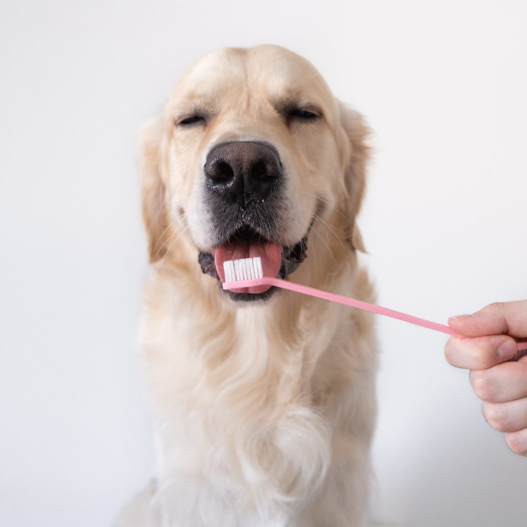 Dental hygiene doesn’t have to be ruff! Be sure to schedule your human’s annual dentist appointment.
#dentist #smile #dentalcare #dentistry #dentalhealth #omaha #dogs