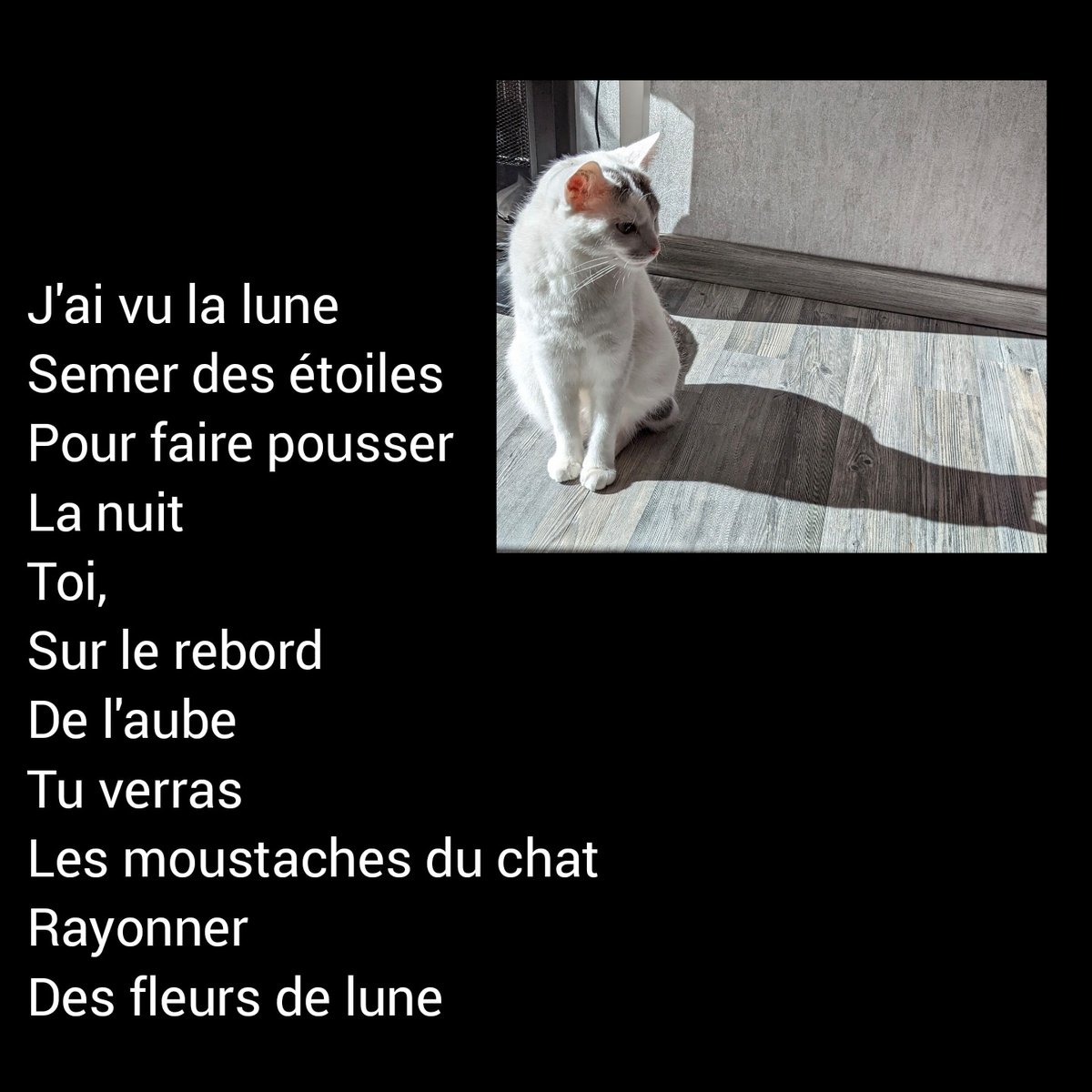 Les chats maîtres des #ombres et de la #poesie

Bonne nuit mes amis