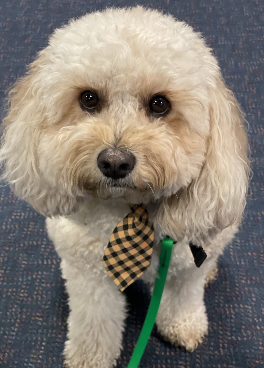Therapuppy1's tweet photo. Jellybean got dressed up for school photos @PunchbowlPS yesterday. He scrubs up pretty well we think. #Jellybean #schooldog #dogsofeducation #dogsofDoE #therapydog #schoolphotos #pictureday #tie #teachers https://t.co/z6w9OWBeCP