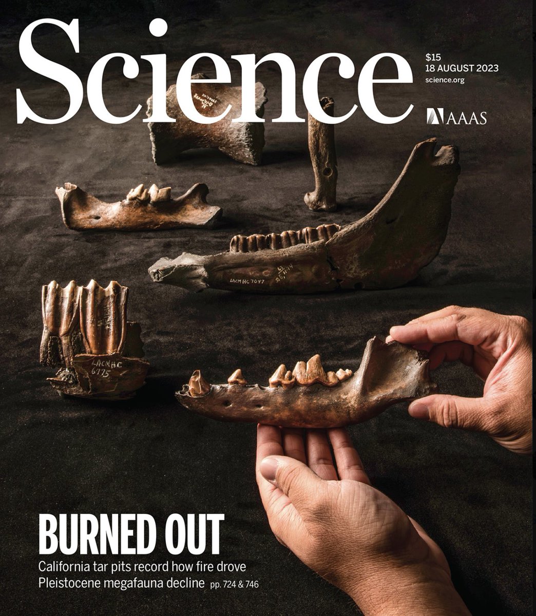 O’Keefe et al. study the fossil in the 'La Brea tar pits in conjunction with nearby core samples and found a clear relationship between an increase in #fire—and fire-related #ecosystems—and large mammal #extinction' science.org/doi/10.1126/sc…
