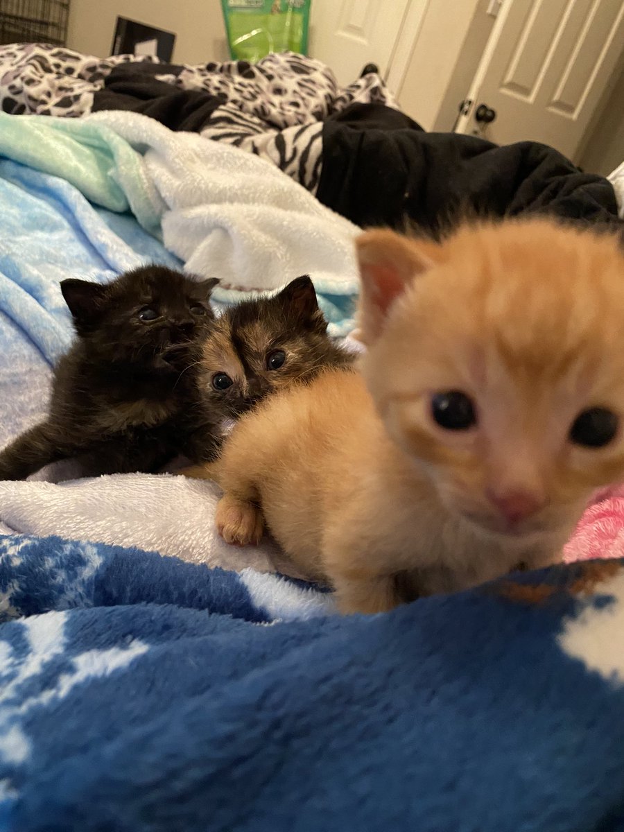 HumSmilbo's tweet image. Guh.....gello?????