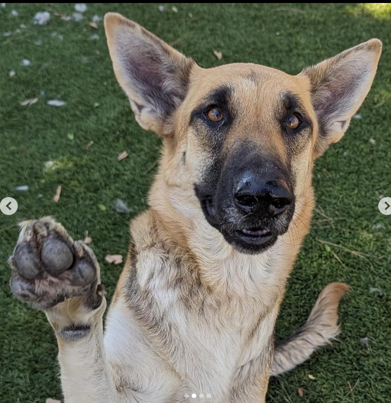 mapleveewesem's tweet photo. 🆘These 2 #GermanShepherds on top of the Downey #California euth list have no interest 😢
2 yo female STARBURST #A5565627 (L) &amp;
7 yo male BUDDY #A5565111 need adopters or fosters today. Last adoptions at 4:30, Reply here if you can foster🙏 info ⬇️ https://t.co/KzfGOco8ZL