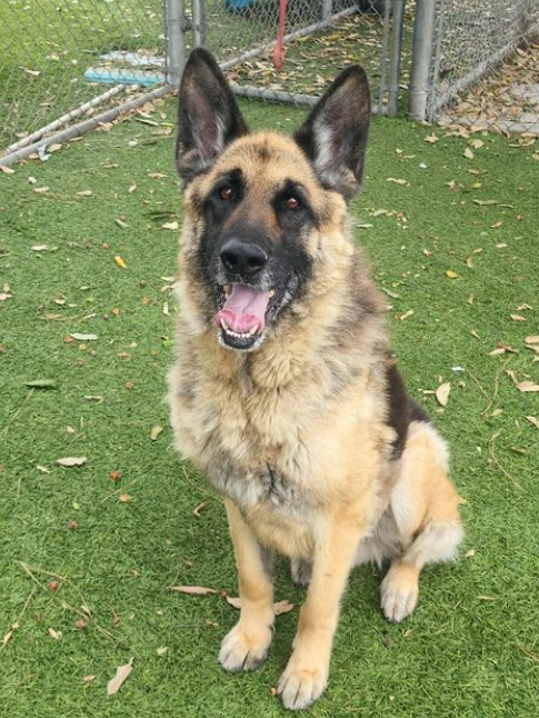 mapleveewesem's tweet photo. 🆘These 2 #GermanShepherds on top of the Downey #California euth list have no interest 😢
2 yo female STARBURST #A5565627 (L) &amp;
7 yo male BUDDY #A5565111 need adopters or fosters today. Last adoptions at 4:30, Reply here if you can foster🙏 info ⬇️ https://t.co/KzfGOco8ZL