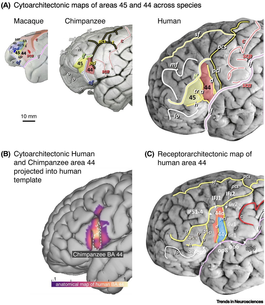 TrendsNeuro's tweet photo. 'Evolutionary neuroanatomical expansion of Broca’s region serving a human-specific function'

by Angela D. Friederici, @FriedericiLab @mpi_cbs

https://t.co/MQuz8Oqe1o https://t.co/EwYT5vJpPj