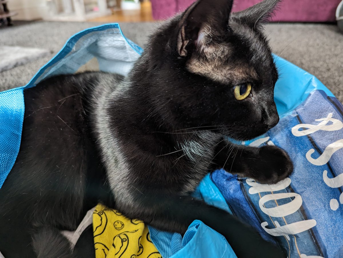 YesIamDMitchell's tweet photo. Our little Marnie, full of range and personality #BlackCatAppreciationDay https://t.co/GRoyCcujvx