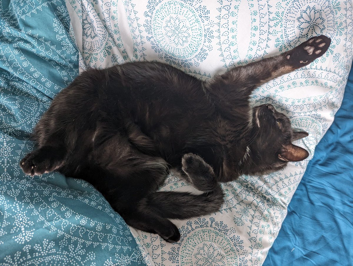 YesIamDMitchell's tweet photo. Our little Marnie, full of range and personality #BlackCatAppreciationDay https://t.co/GRoyCcujvx