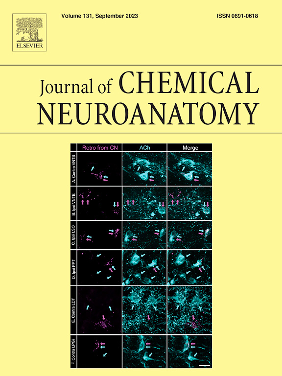 neomedhearing's tweet photo. Take a look at the September cover of the Journal of Chemical Neuroanatomy to see work from the Schofield Lab! In the issue they describe sources of #acetylcholine to the first stop in the brain that transmits auditory information. 

Read the paper here: https://t.co/HDomhILaJO https://t.co/RN9u8MX5Lf