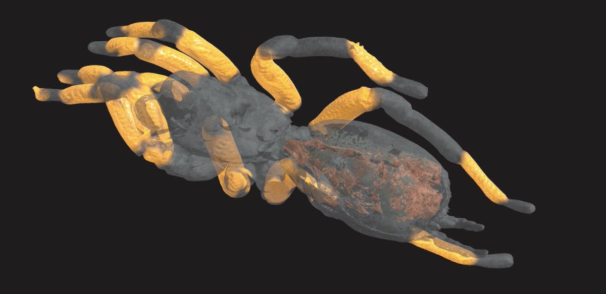 Craig Daly (@craigjdaly) on Twitter photo Another fabulous MRI dataset from GEMRIC <a href="/UofGMVLS/">UofG MVLS</a>  Tarantula with internal abdominal structures.  3D processing by XR Life Science (xrlifescience.com).  Check out the 3D model on Sketchfab at skfb.ly/oK9AA Another fabulous MRI dataset from GEMRIC <a href="/UofGMVLS/">UofG MVLS</a>  Tarantula with internal abdominal structures.  3D processing by XR Life Science (xrlifescience.com).  Check out the 3D model on Sketchfab at skfb.ly/oK9AA