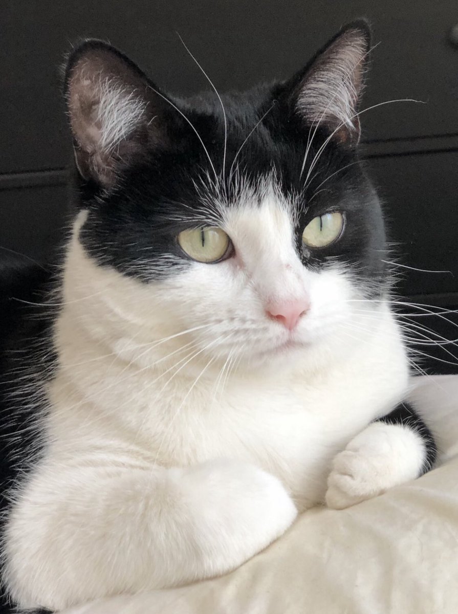 I’m doing lots better. Thank cat 🙏🏻🙏🏻🙏🏻 Another night in hospital but peeing and pooing on my own finally. getting fluids and antibiotics and my walking is getting better. So hopefully no permanent nerve damage. Thank you so much for all your kind wishes and purrayers ❤️🙏🏻🤞😻