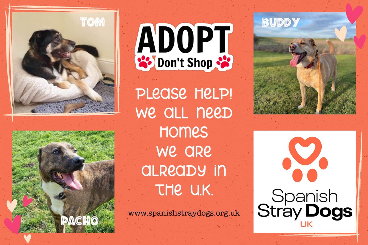 HOMES NEEDED FOR DOGS ALREADY IN U.K.🧡 Seeking foster/permanent homes for lovely dogs. Already in UK waiting for second chance. Sadly for various reasons initial adoptions didn’t work out & they were returned to Charity. Adoptions@spanishstraydogs.org.uk #forgottensoulshour