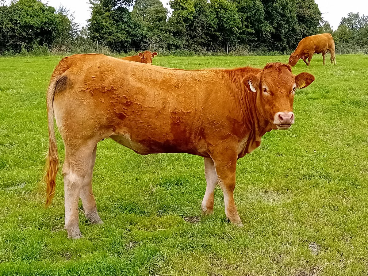 Lm 2014 heifer really  shaping up nice to see them  blooming 🤩
