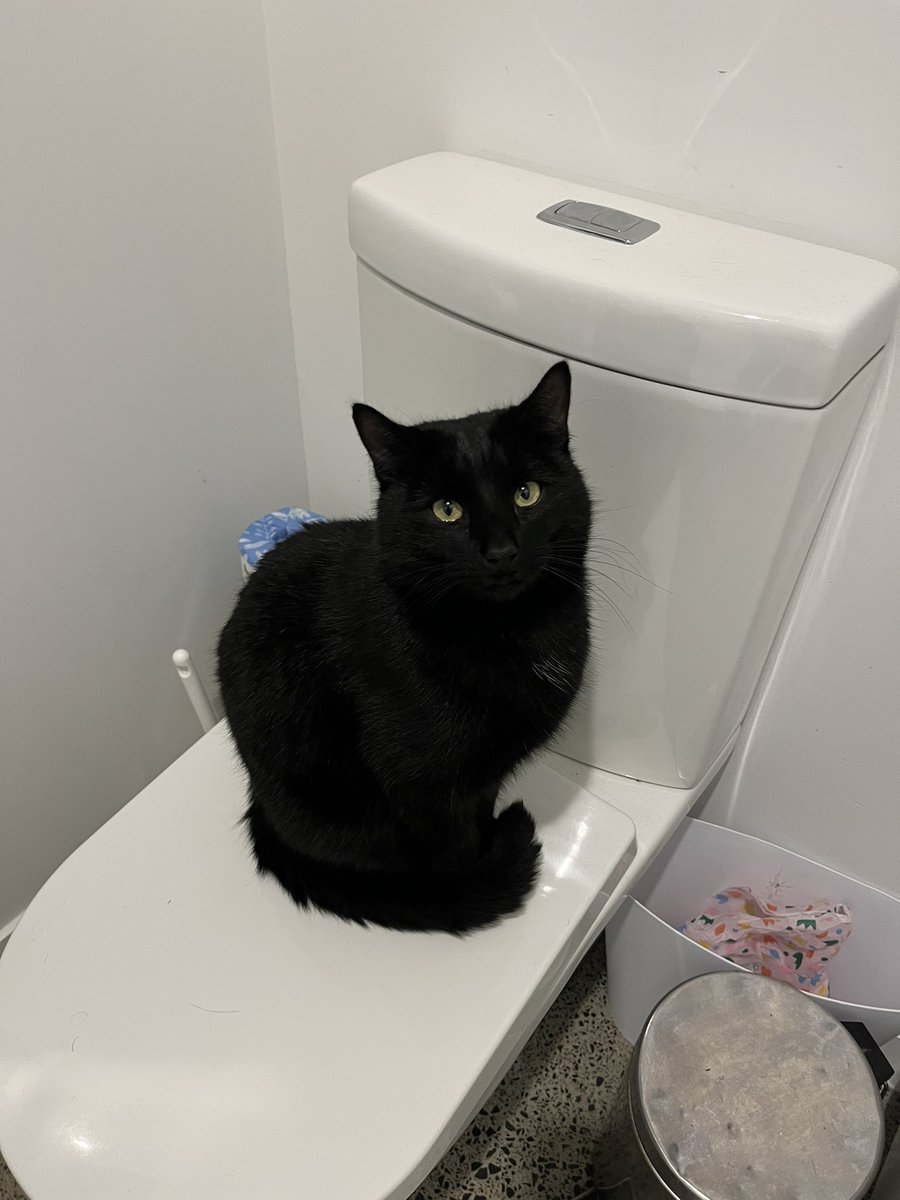 badfishnz's tweet photo. @SimonsCat @eloquentsonia My birthday boys turn two today https://t.co/DunnJ1zep4