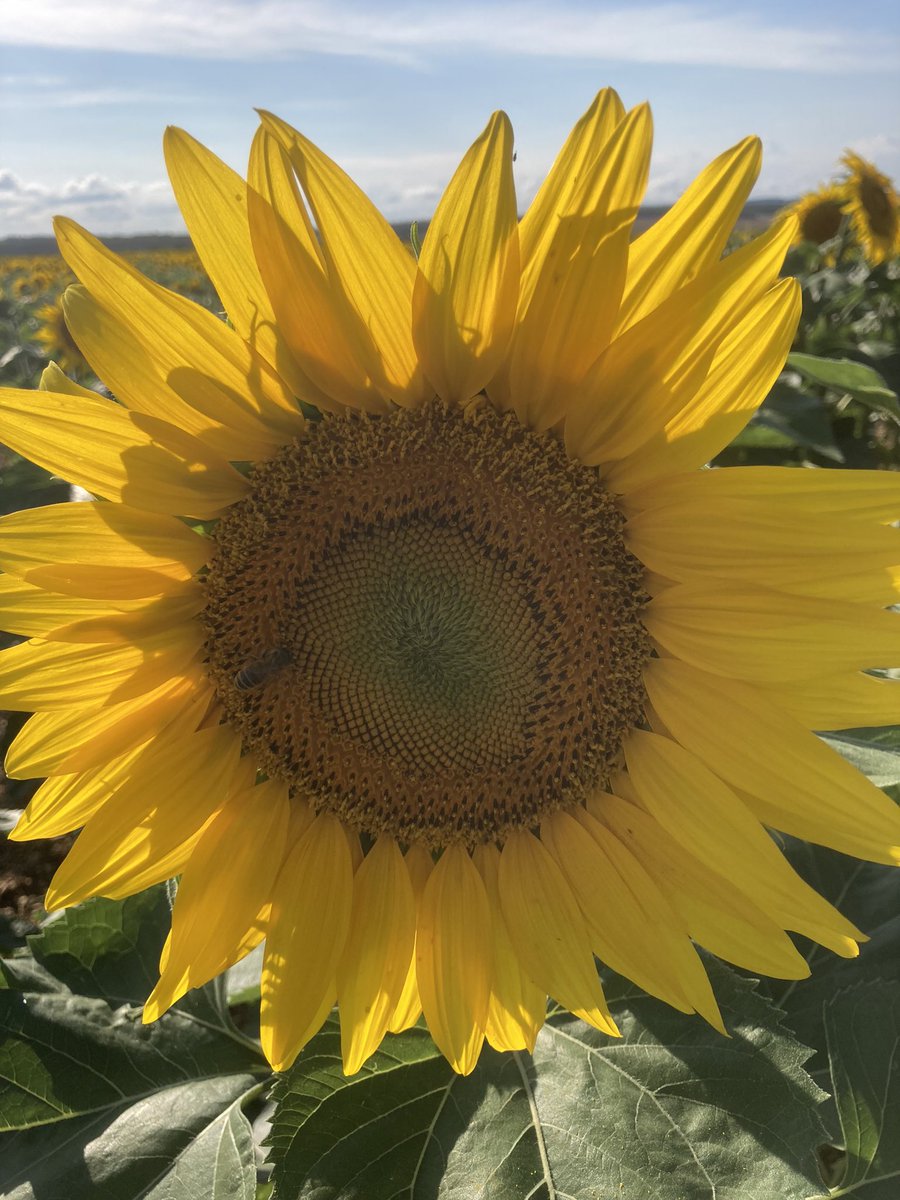 OlivierCOSTE2's tweet photo. @BONNIN1402 @x4_mat @TerrenetFR Tu sais il y’a eu pas mal de re-semis cette année ?
Tu vas loupé et avant cette canicule,la floraison des #tournesols dans le Sud de l’Yonne.
J’espère que les silos et les séchoirs de l’#UPVY se sont préparés vers une récolte tardive. https://t.co/z5tt4qVnGV