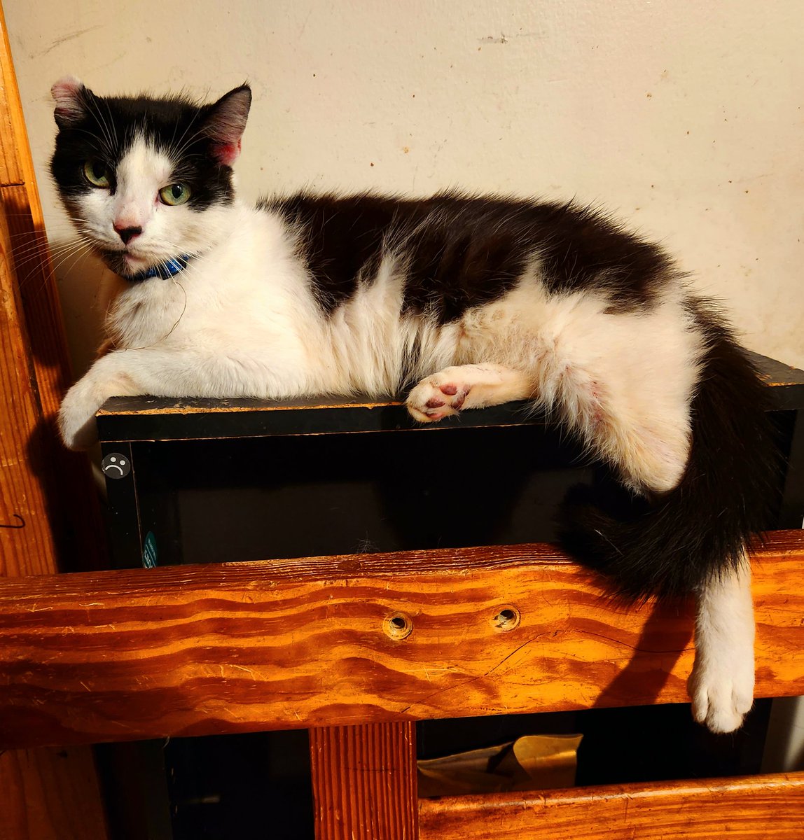 thejohnnyblast's tweet image. Today supposedly is National Black Cat Day. 
Sally says "close enough"
I say "she's gorgeous"
#Sally
#CatModel