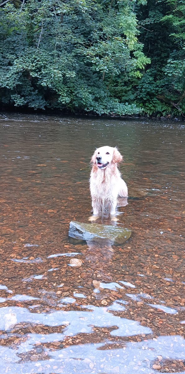 UntravelRoutes's tweet image. We had a great time today exploring the canal and a wee bit dip in the river. #goldenretriever #happydoggo #furbaby #nature #explorers #forthandclyde @scottishcanals #glasgow #walks #Happiness #positivevibes #sunsets #goldenhour