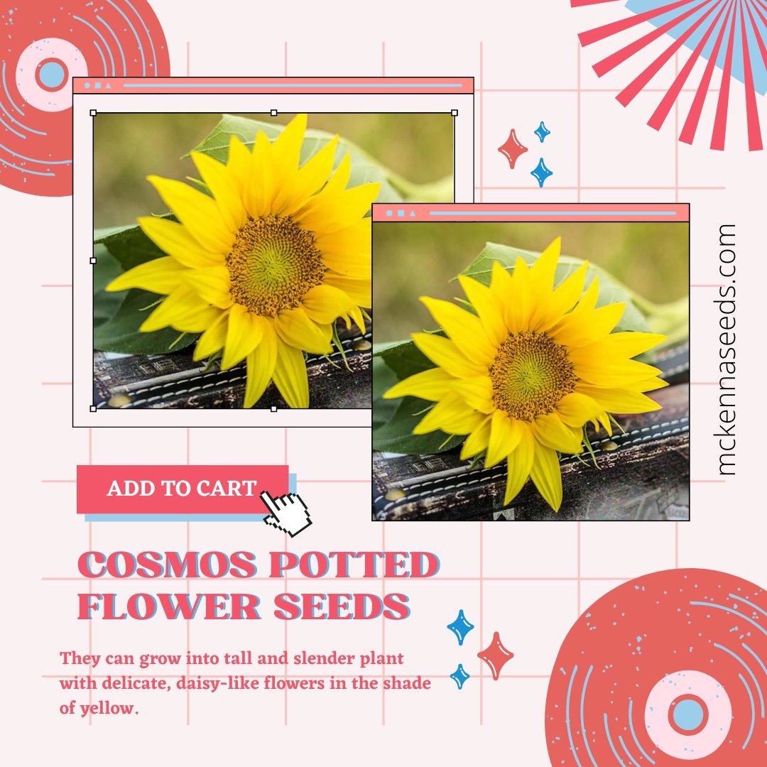 Elevate your garden with our Cosmos Potted Flower Seeds! 🌸🌱 Embrace the beauty of nature in every petal with these seeds that bring charm and grace to your outdoor oasis. 
Shop Now: mckennaseeds.com/products/cosmo…
#CosmosPottedFlowerSeeds #ElevateYourGarden #CharmAndGrace #McKennaSeeds