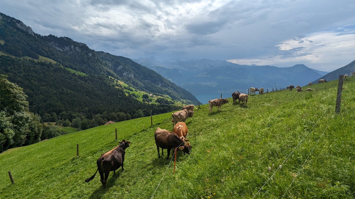 domibuehlmann's tweet image. Visited the heifers today. They are up at the Rigi for the summer. Lovely  to see them in good condition.
