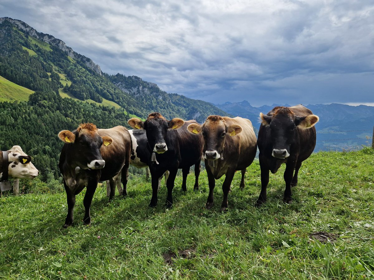 domibuehlmann's tweet image. Visited the heifers today. They are up at the Rigi for the summer. Lovely  to see them in good condition.