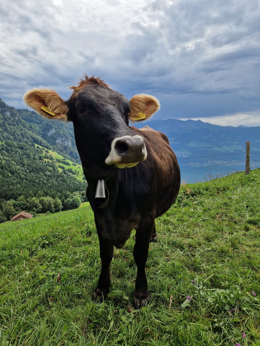 domibuehlmann's tweet image. Visited the heifers today. They are up at the Rigi for the summer. Lovely  to see them in good condition.
