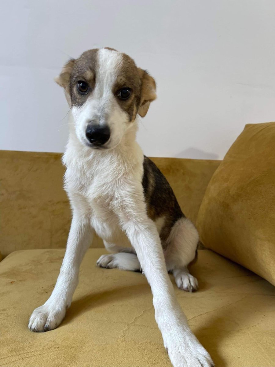 alison5772's tweet photo. @domdyer70 @rickygervais DEFRA have quarantined 4 pups from Romania who were due to go to loving homes, as they said they were not old enough. Official paperwork, inc passports were supplied. They are now charging @AngelWatchRescu £1825 per pup. This is a charity. Please help. https://t.co/Sa7EQipCfF