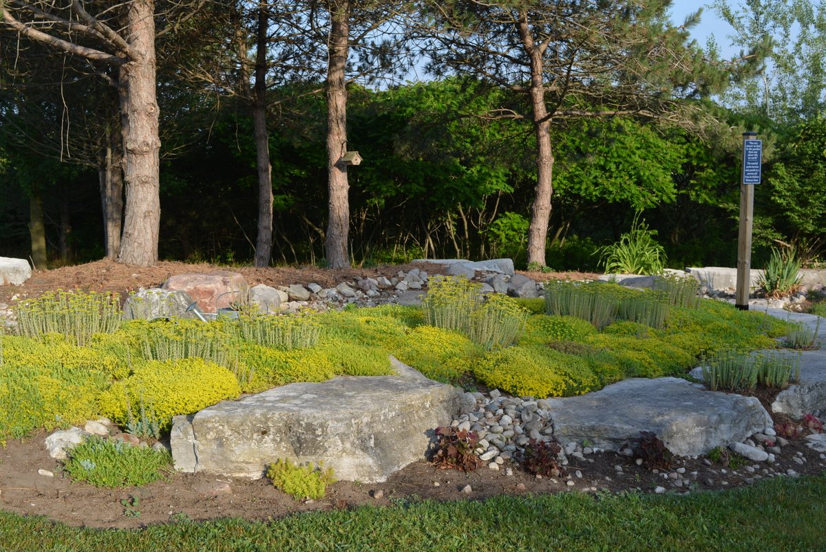 Another area which has seen restoration. Thank you to some community members who donated sedum for this project. Special thanks to Huron Ridge greenhouses for donating perennials last fall, which were all planted in the waterfall area.