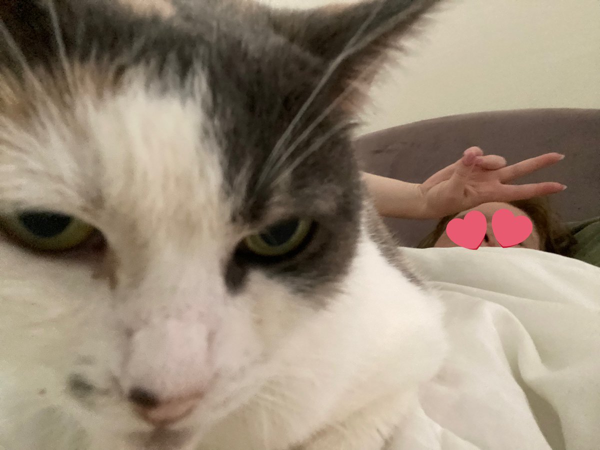 venus_beanus's tweet photo. i lay on momi tummy ebery dai >:3 https://t.co/exH9Y6OFhY