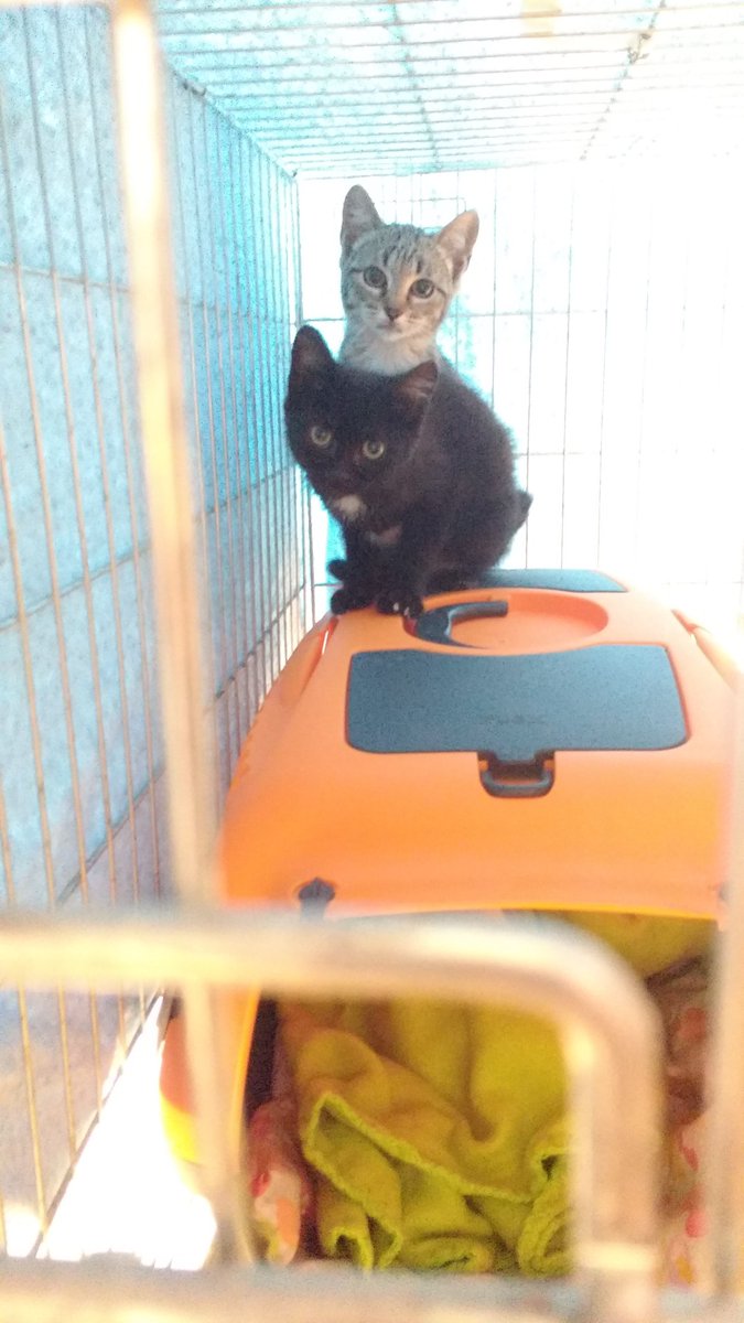 Elo_says's tweet photo. Vraiment Marley c'est mon plus beau sauvetage et ma plus belle histoire en 8 ans dans des assos de protection animale 😍
#LTFA https://t.co/akQFltcpuI