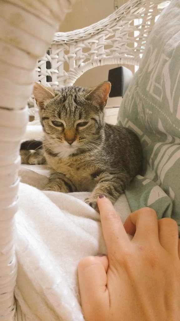 Elo_says's tweet photo. Vraiment Marley c'est mon plus beau sauvetage et ma plus belle histoire en 8 ans dans des assos de protection animale 😍
#LTFA https://t.co/akQFltcpuI