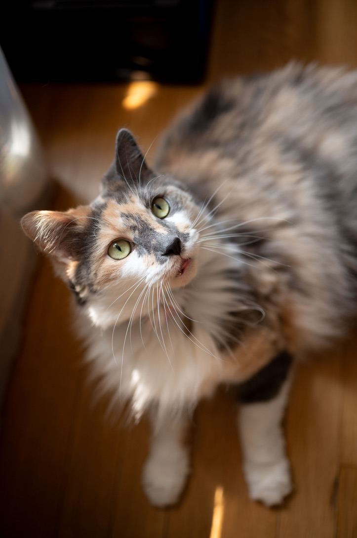 rawrycat's tweet photo. The look of pure innocence before savagely attacking a piece of dirt on the floor 😇 😈 https://t.co/i1SmDg5Z42