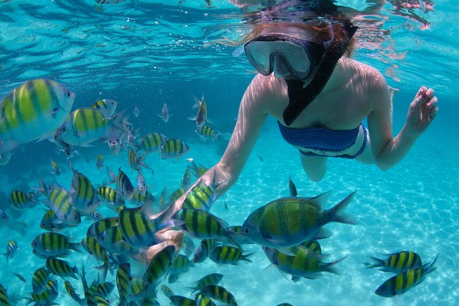 crystal_h2022's tweet photo. 🌊 Dive into the crystal-clear waters of the Grand Bahamas with Crystals Travels! 🐬 

Unplug from the daily grind and immerse yourself in nature's paradise. 

Who would you take on this aquatic adventure? 🏊‍♂️ 

#OceanEscape #TravelGrandBahamas 🌊 https://t.co/qRD4QpMRtb
