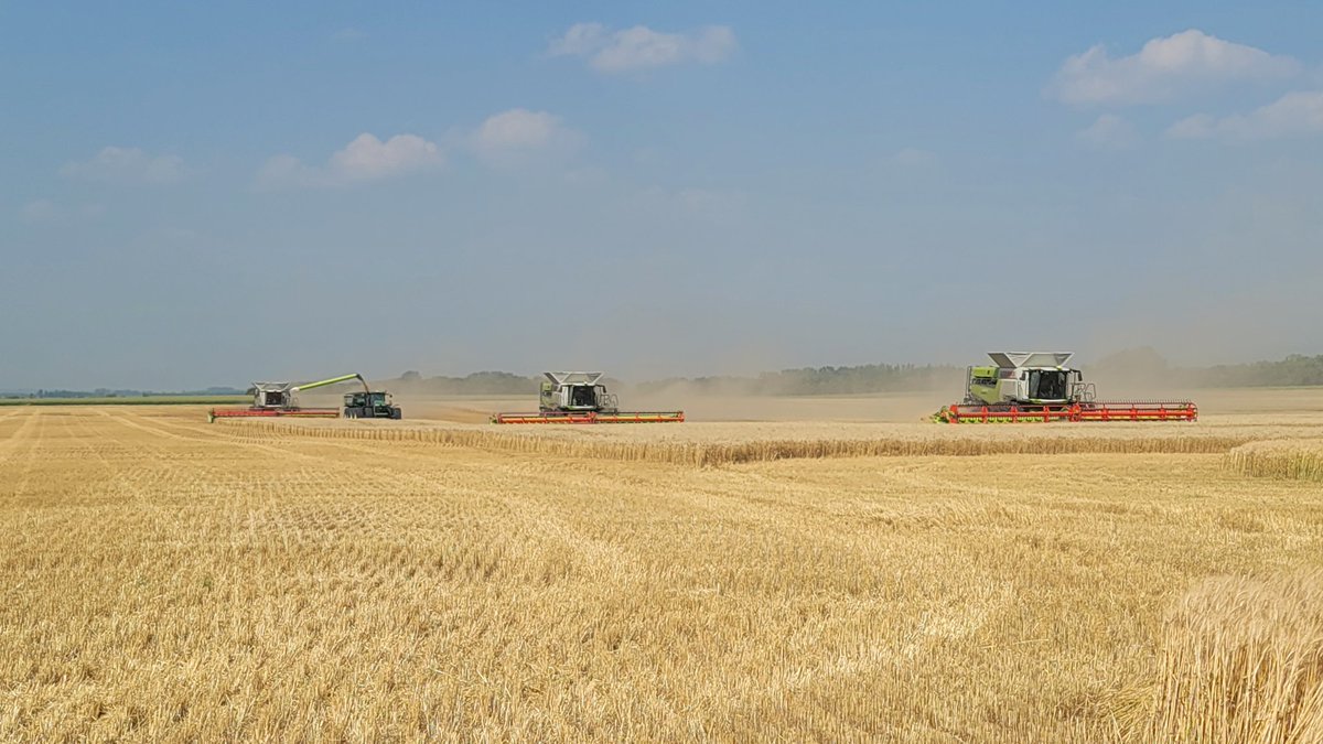 "The Field"Growing  project wheat harvest in progress. Weather is perfect. Imagine all the people this is going to help. This will make a big difference in their lives.