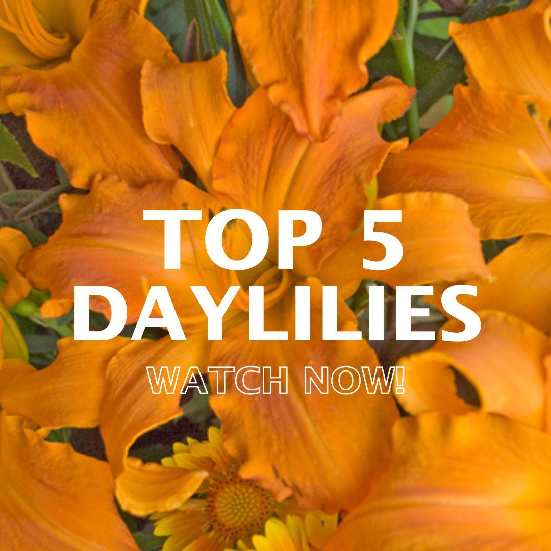 Watch our latest YouTube video where we highlight the Top 5 Customer Favorite Daylilies!

Watch it here:

#daylily #gardenvideo #plantvideo #gardentips #happyplanting