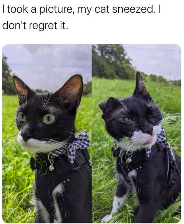 CatMemes's tweet photo. https://t.co/XN1JORaAqP