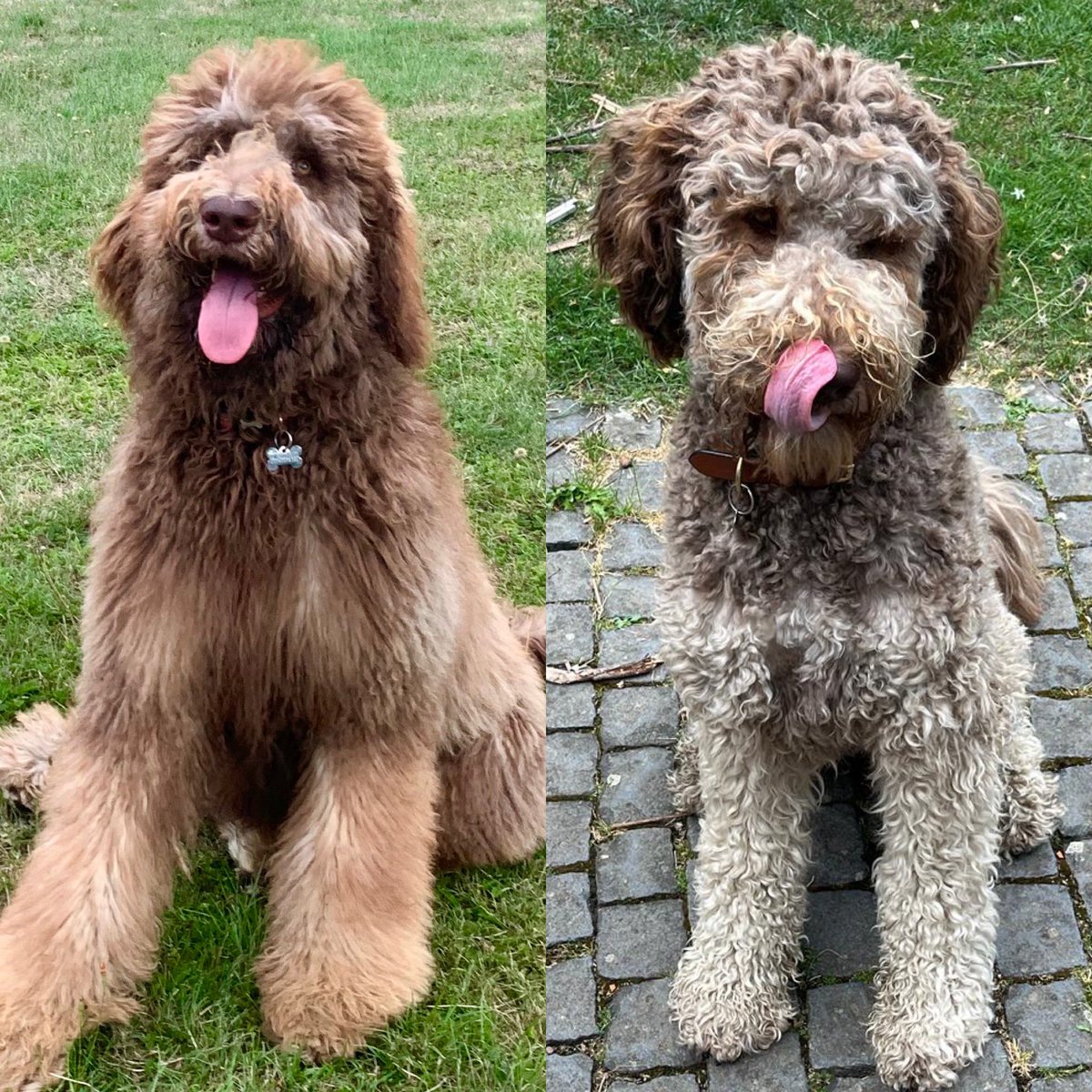 🐾Just in case you didn’t see my instagram post… Mum’s been embarrassing and paw-sted photos of me one year apart! She said chewbakka on the left grew into the teddy on the right! I’m not sure if I’m arf-fended or not! 
Warf you think?