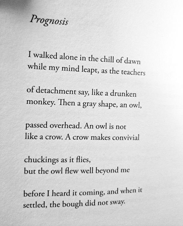 Prognosis by Jane Kenyon, “…but the owl flew well beyond me…”

 #creativelife #poetry #amwriting #creativewriting #poetscommunity #writingcommunity #poetsofinstagram #bostonpoets #lilypoets #thursdaypoets #writinginspiration  #poetryreading #graywolfpress #janekenyon