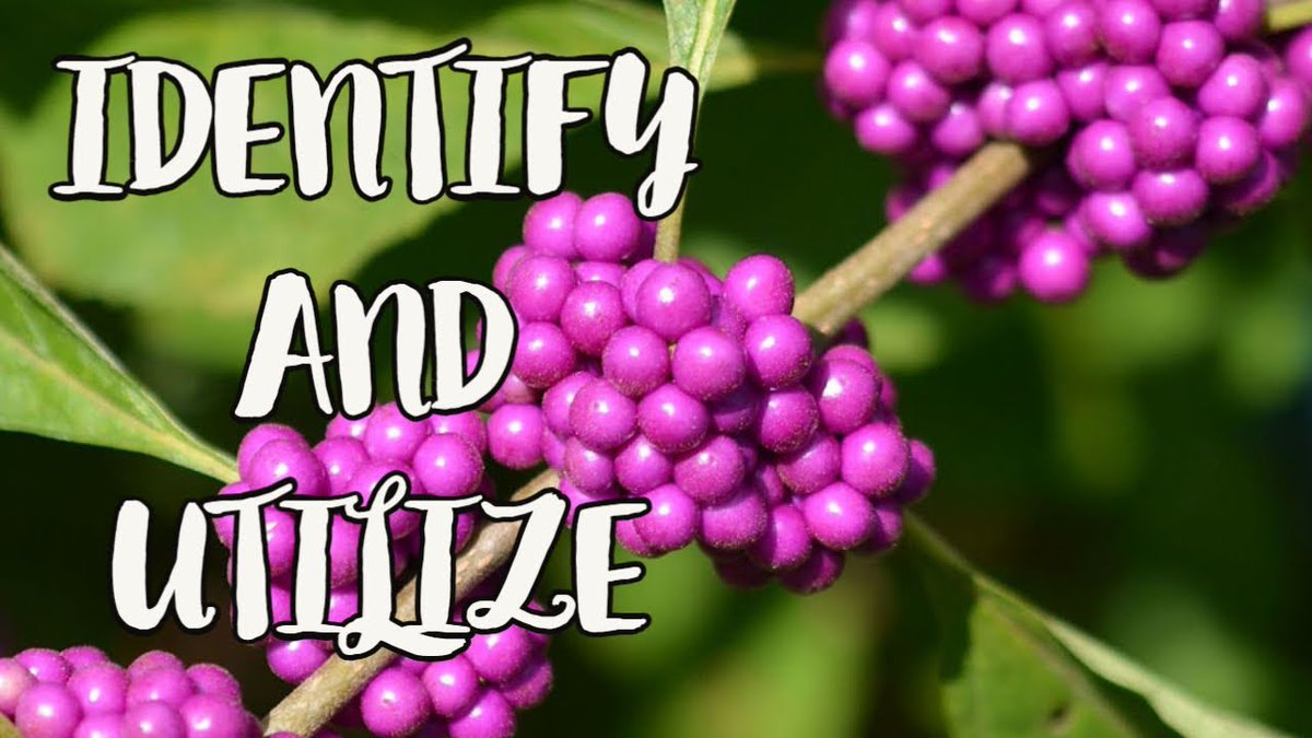 AllForGardening's tweet photo. The American Beauty ...
 
https://t.co/hdz6nA3Nop
 
#AmericanBeautyBerry #AmericanBeautyberry #BackyardForaging #CallicarpaAmericana https://t.co/jy3GWGfVCy