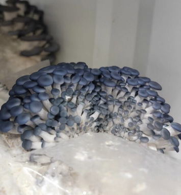 FarmBox_Foods's tweet photo. Did you miss us? ‘Cause we missed you! Our farm stand will be open again starting Friday, Aug. 25, from 9 a.m. to 2 p.m. at 5389 Plum Ave. in Sedalia, CO.
#blueoyster #blueoystercult #mushrooms #mushroom #mushroomfarm #mushroomfarmer #containerfarming #farming https://t.co/kRYcKA16lK