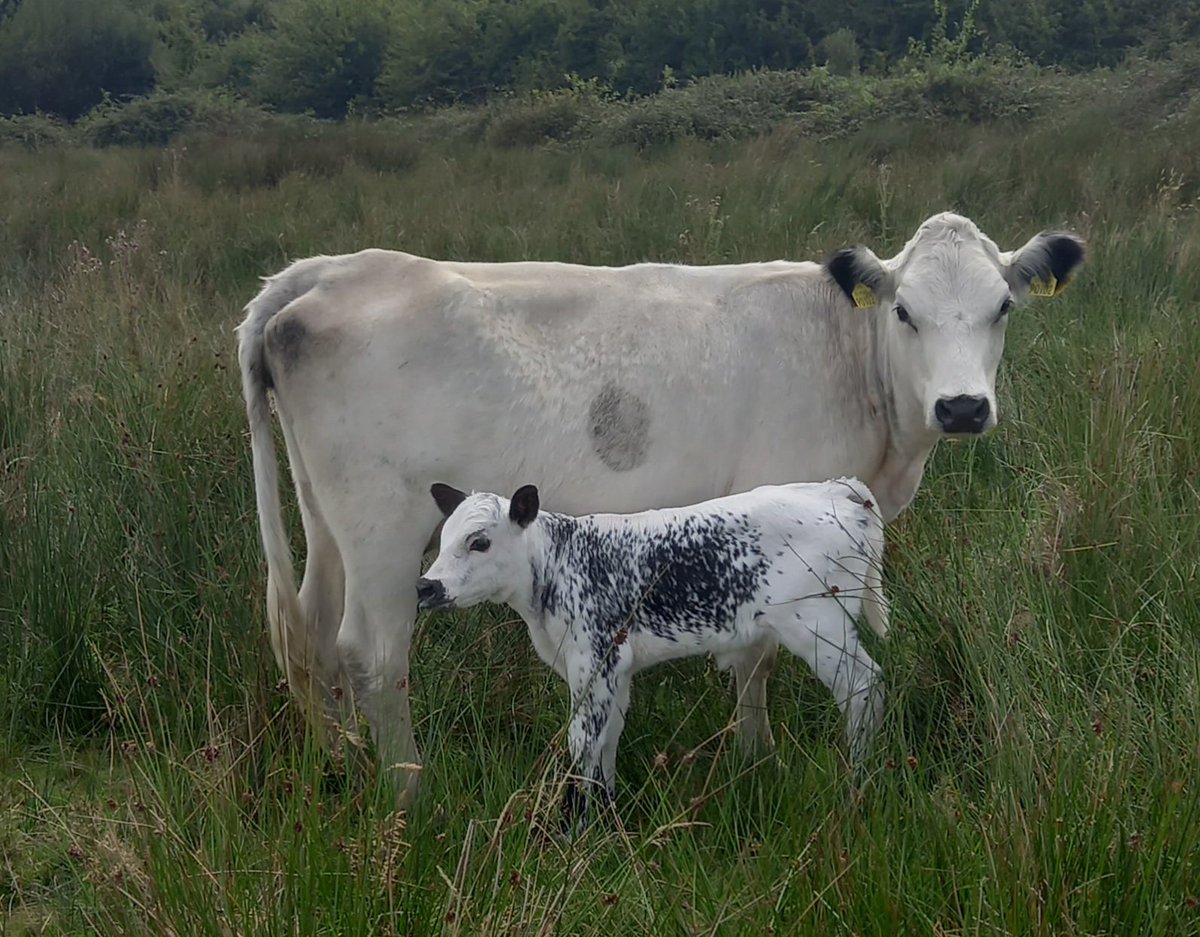 CaherlineIrishM's tweet image. 26 month old #Droimeann heifer with her new calf. Calved unaided in the field. #nativeirishcattle #ballyhoura